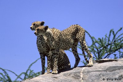 Gol Kopjes - Serengeti N P - Tanzania 4.jpg