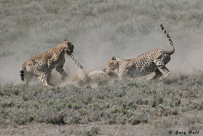 Rough Play - Ndutu - Tanzania.JPG