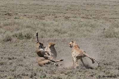 Rough Play - Ndutu - Tanzania 7.JPG