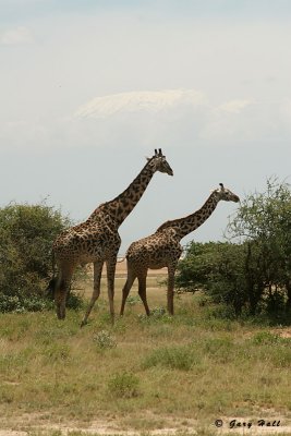 Masai Giraffe - Ambosili N.P. - Kenya 3.jpg