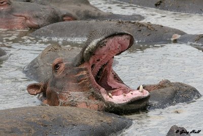 Serengeti N.P. - Tanzania 3.JPG