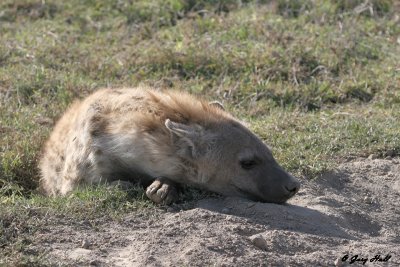 Ngorongoro C.A. - Tanzania 1.JPG