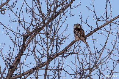 Northern Hawk Owl - Ottawa 2.jpg