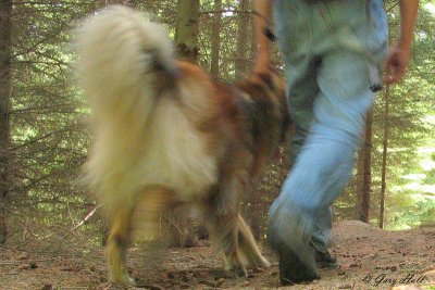 Marley and Me - Palgrave Side Trail.jpg