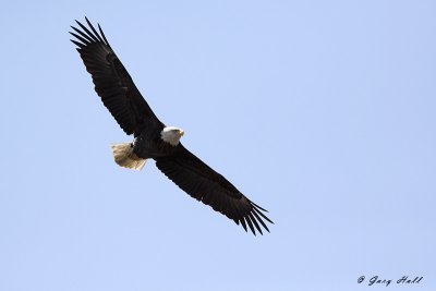 Bald Eagle.jpg