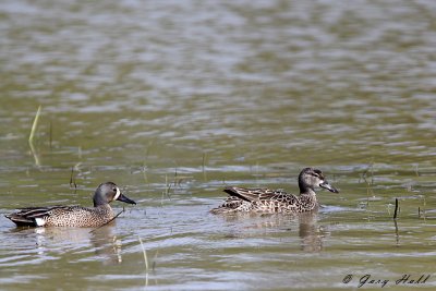 Blue Winged Teal 3.jpg