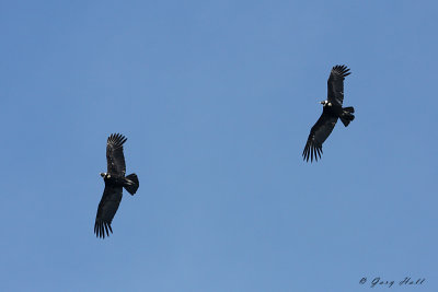 Andean Condors.jpg