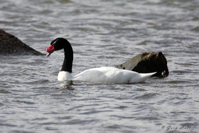 Black Necked Swan .jpg