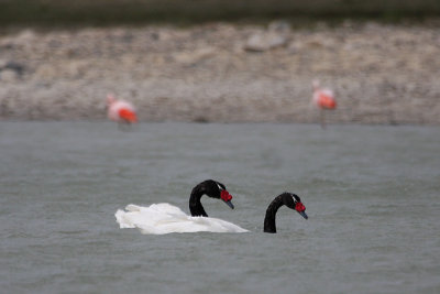 Black Necked Swans.jpg