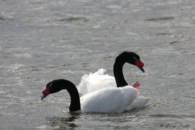 Black Necked Swans 2.jpg