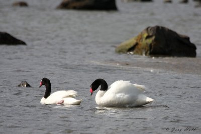 Black Necked Swans 3.jpg