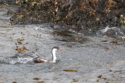 Imperial cormorant - Beagle Channel.jpg