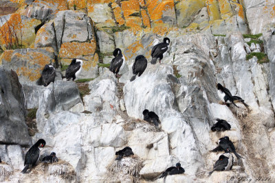 Imperial Cormorant Colony - Beagle Channel.jpg