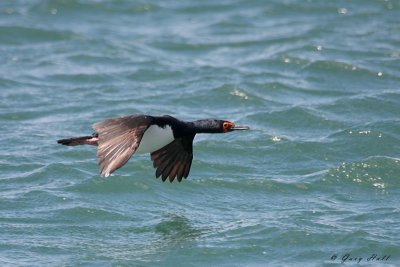 Rock Cormorant in Flight.jpg