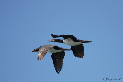 Rock Cormorants - Magellan Strait.jpg