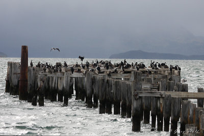 Imperial Cormorants - Puerto Natales.jpg