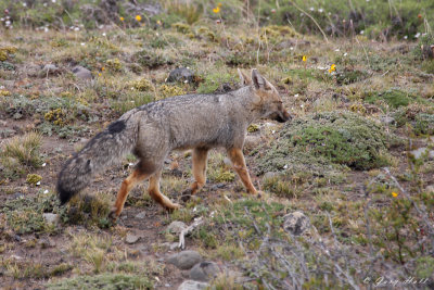 Patagonian Red Fox.jpg