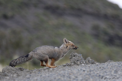 Patagonian Red Fox 3 .jpg