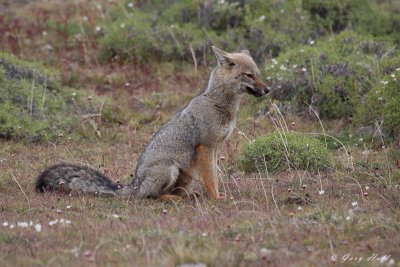 Patagonian Red Fox 4 .jpg