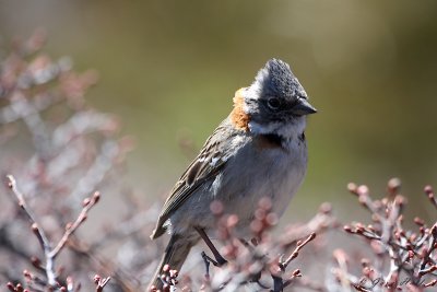 Rufous-Collared Sparrow.jpg