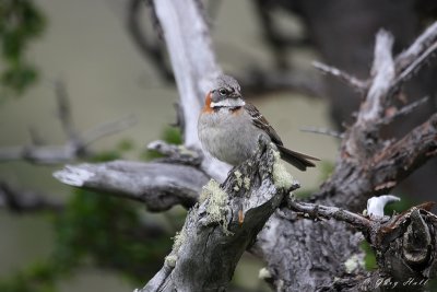 Rufous-Collared Sparrow 2.jpg