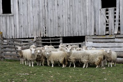 Sheep - Estancia Las Hijas.jpg