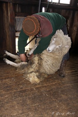 Sheep Shearing - Estancia Las Hijas.jpg