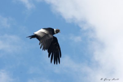 Andean Condor 2_edited-1.jpg
