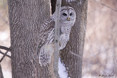Barred Owl 2 - Presquile Provincial Park.jpg