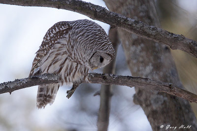 Barred Owl 3- Presquile Provincial Park.jpg
