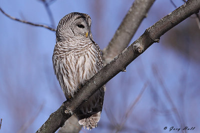 Barred Owl 4- Presquile Provincial Park.jpg