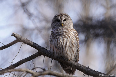 Barred Owl 5- Presquile Provincial Park.jpg