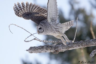 Barred Owl - Presquile Provincial Park.jpg
