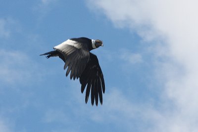 Andean Condor 2.jpg