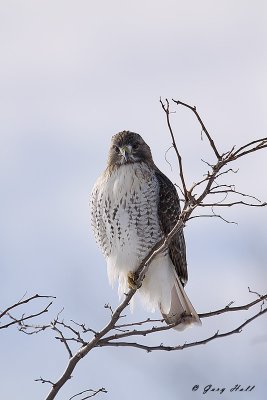 Red Tailed Hawk - Presquile Provincial park.jpg
