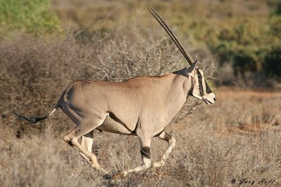 Beisa Oryx 2 - Samburu National Game Reserve Kenya.JPG
