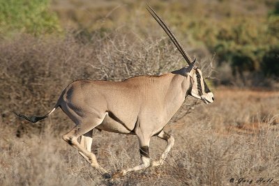 african_antelopes