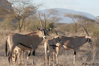 Beisa Oryx 3 - Samburu National Game Reserve Kenya.JPG