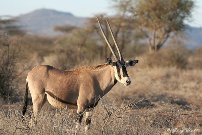 Beisa Oryx 4 - Samburu National Game Reserve Kenya.JPG
