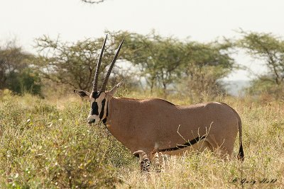 Beisa Oryx - Samburu National Game Reserve Kenya.JPG