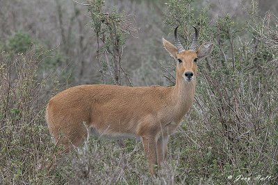 Bohor Reedbuck - Serengeti N.P. - Tanzania.JPG