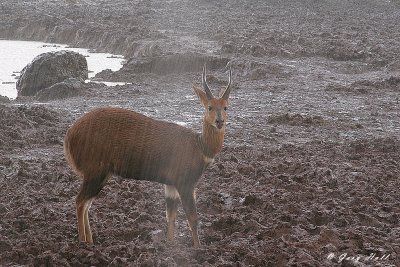 Bush Buck - Aberdare N.P. - Kenya.JPG