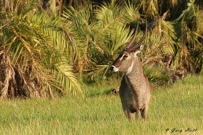 Defassa Waterbuck - Ambosili N.P. Tanzania.JPG