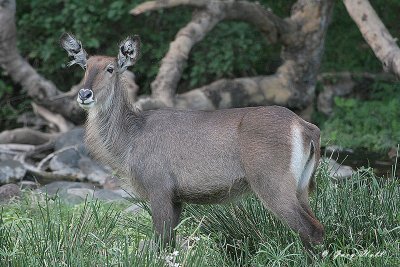 Defassa Waterbuck - Lake Manyara N.P. Tanzania.JPG