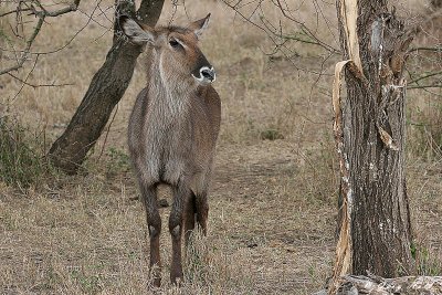 Defassa Waterbuck - Serengeti N.P. Tanzania.JPG