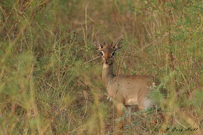 Dik Dik - Samburu National Game Reserve Kenya.JPG