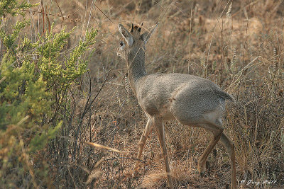 Dik Dik- Samburu National Game Reserve Kenya.JPG