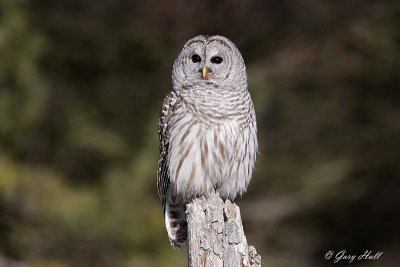Barred Owl 6- Presquile Provincial Park.jpg