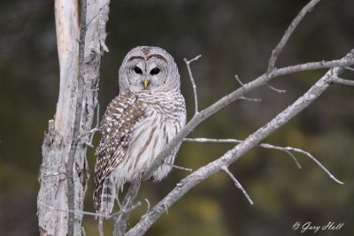 Barred Owl 8- Presquile Provincial Park.jpg