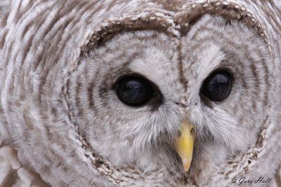 Barred Owl 9- Presquile Provincial Park.jpg